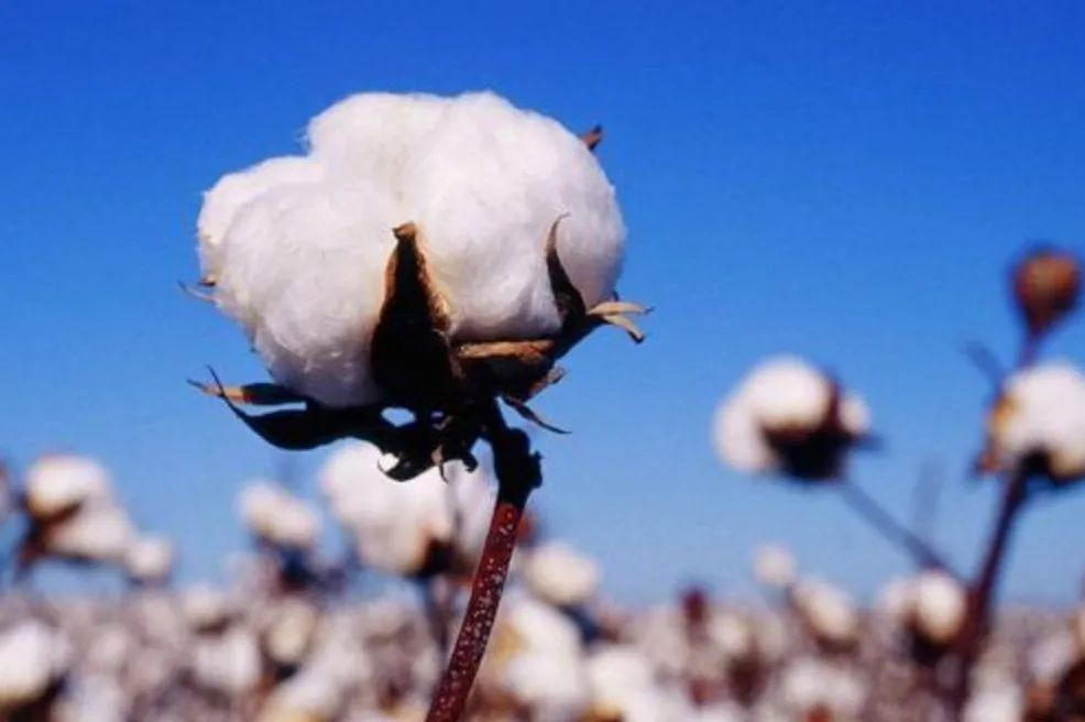 棉花与化纤的区别是什么？化纤能替代棉花吗？