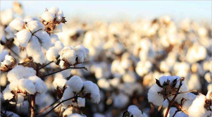 新疆棉花