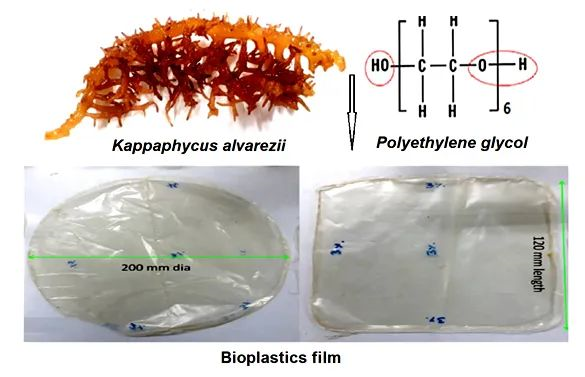 印度利用海藻研发的生物可降解塑料薄膜
