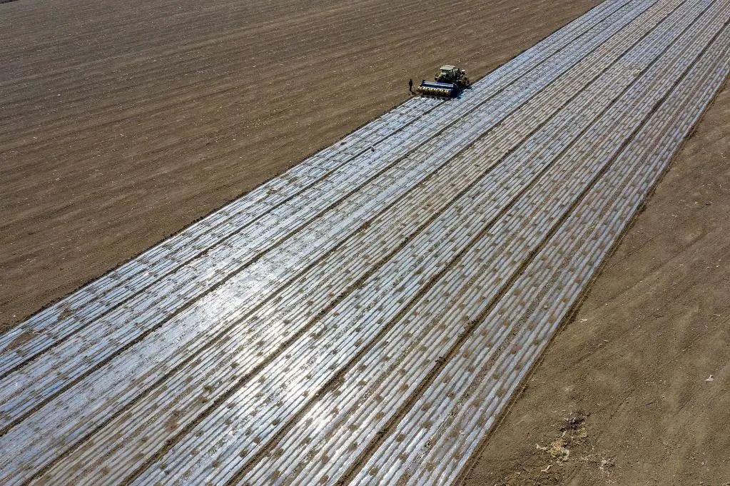 新疆3700万亩棉花全面开播，塑料增厚地膜回收率提升至90%